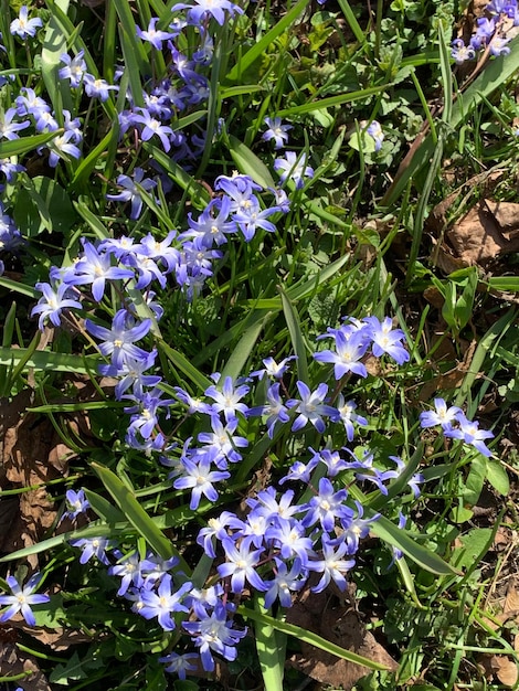 Ein Feld mit lila Blumen mit einem Baum im Hintergrund