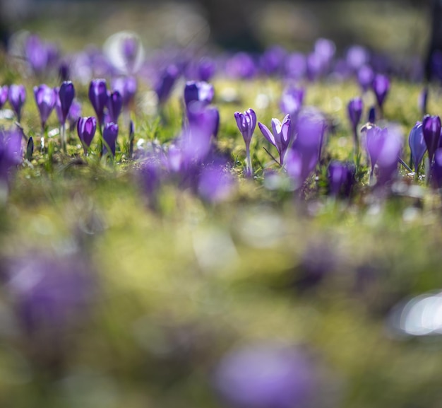 Ein Feld mit lila Krokusblumen in den Bergen