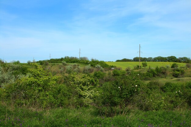 Foto ein feld mit pflanzen