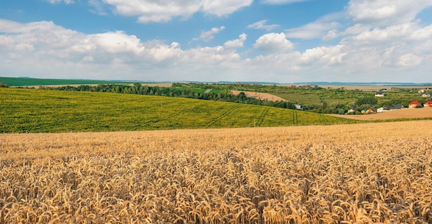 Ein Feld mit reifem Getreide und Sonnenblumen auf den Hügeln Felder mit Weizen und Sonnenblumen