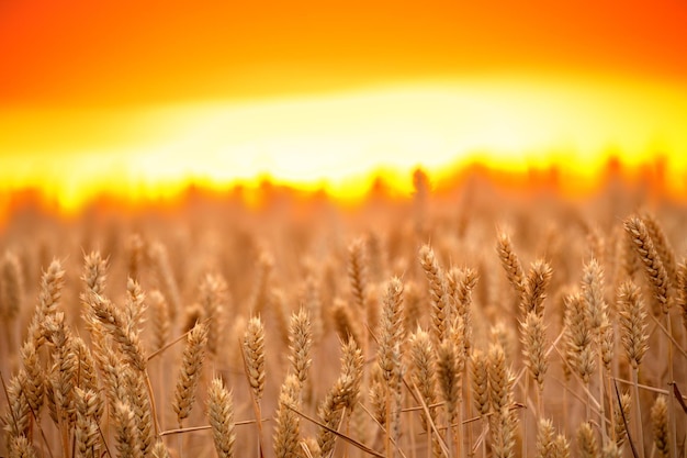 Ein Feld mit reifem Weizen vor dem Hintergrund eines hellen Sonnenuntergangs