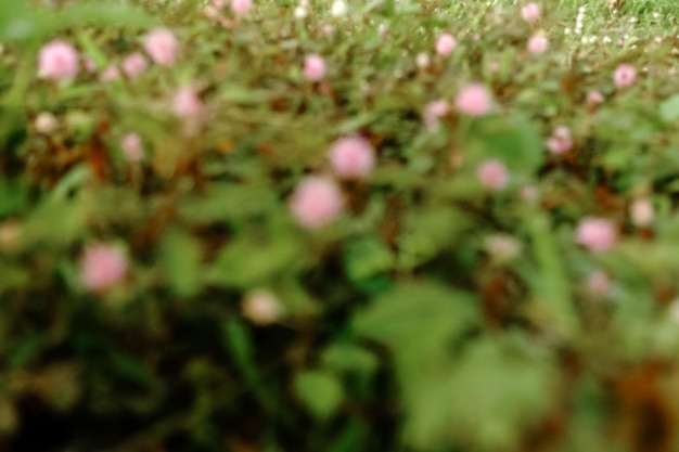 Ein Feld mit rosa Blumen mit einem weißen Auto im Hintergrund.