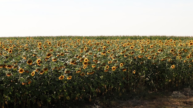 Ein Feld mit schönen und hellen Sonnenblumen, Himmel und Wolken im Hintergrund. Ökologie-Konzeptfoto. Landwirtschaftliche Industrie. Schöne Landschaft.