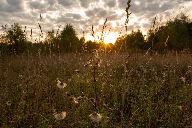 Ein Feld mit trockenen Pflanzen in den Strahlen der untergehenden Herbstsonne Herbstfeld vor Sonnenuntergang