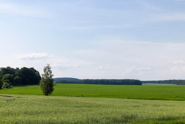 Ein Feld mit unreifem Weizen in der Sommersaison