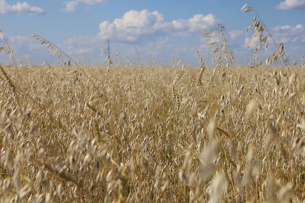 Ein Feld mit verschiedenen Hafer- und Gerstensorten.