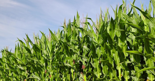 ein Feld mit vielen grünen rohen Mais