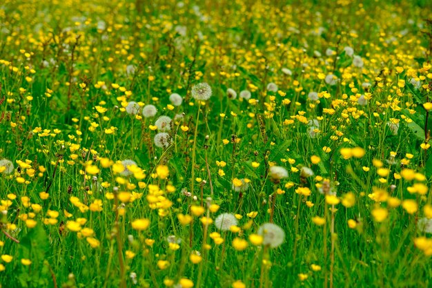 Foto ein feld voller gelber wiesenblumen im frühling