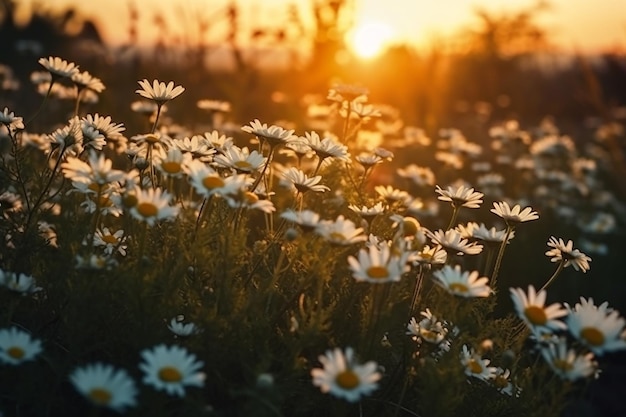 Ein Feld von Gänseblümchen, hinter dem die Sonne untergeht