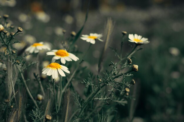 ein Feld von Gänseblümchen mit verschwommenem Hintergrund