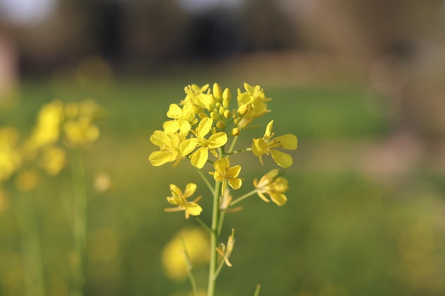 Ein Feld von gelben Blumen mit einem grünen Hintergrund