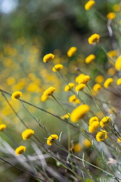 Ein Feld von gelben Blumen mit einem grünen Hintergrund