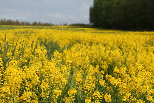 ein Feld von gelben Blumen