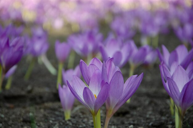 Ein Feld von Krokusblumen mit dem Wort Safran auf der Unterseite