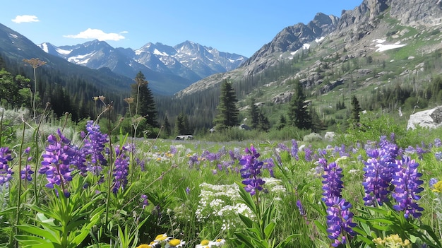 Ein Feld von lila Blumen mit einer Bergkette in der Ferne die Blumen sind in Blüte und die Sonne scheint