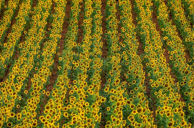 Ein Feld von Sonnenblumen an einem sonnigen Sommertag