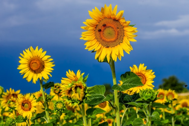 Ein Feld von Sonnenblumen an einem sonnigen Sommertag