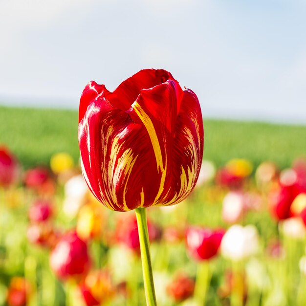 Ein Feld von Tulpen mit einer roten gelben Tulpenblume im Sommer. Mit einem 5D Mark III nach draußen genommen.