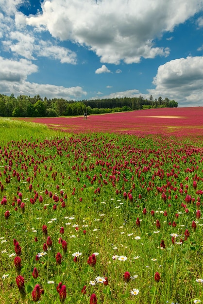 Ein Feld von Wildblumen mit einem bewölkten Himmel im Hintergrund