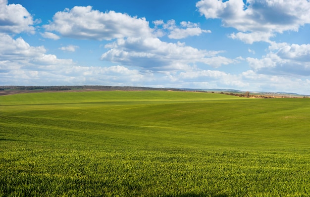 Ein Feld von Winterweizen oder Roggen im zeitigen Frühjahr mit schönem Himmel