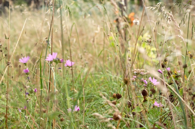 Ein Feld wilder Blumen im Sommer