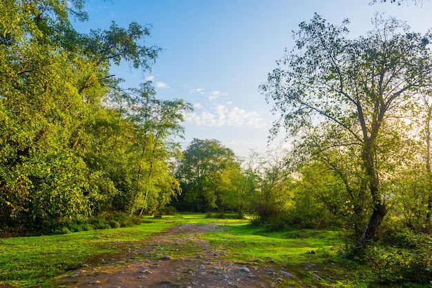 Ein Feldweg im Wald mit Bäumen und blauem Himmel