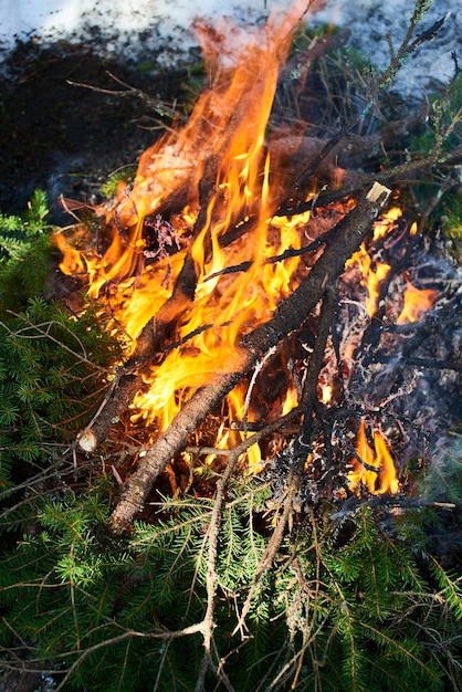 Ein Feuer aus Tannenzweigen