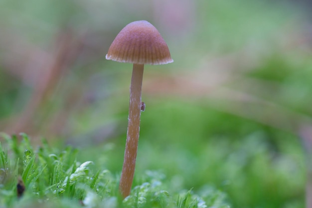 Ein filigraner kleiner Pilz auf dem Waldboden in weichem Licht Makroaufnahme der Natur