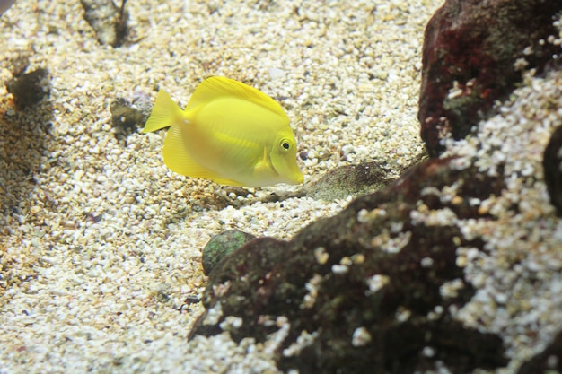 ein Fisch im Aquarium