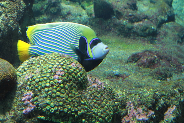 ein Fisch im Aquarium