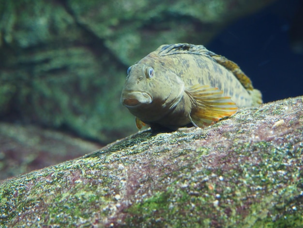 Ein Fisch in einem Aquarium mit grünem Moos auf den Felsen