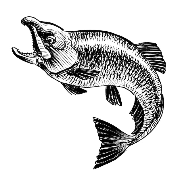 Ein Fisch mit offenem Mund und offenem Mund.