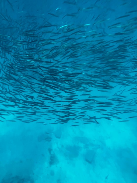 Ein Fischschwarm im blauen Wasser