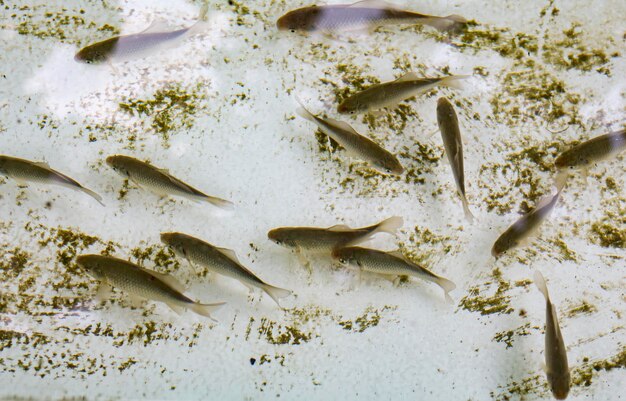 Ein Fischschwarm im Teich des Haushalts Viele Plötze im Wasser