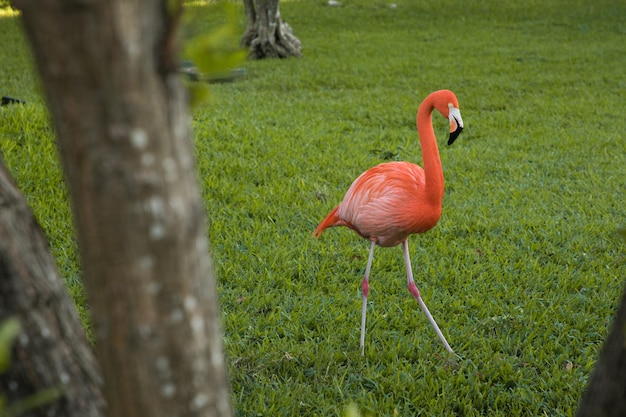 Ein Flamingo, der in die Natur geht