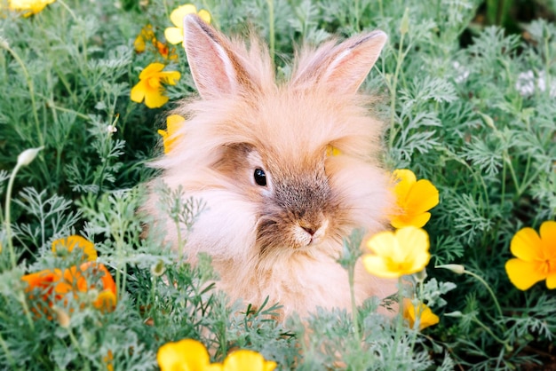 Foto ein flauschiger, pfirsichfarbener hase sitzt im sommer in gelben blüten auf dem gras, ein symbol des neuen jahres