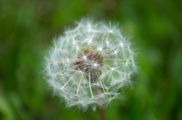 Ein flauschiger weißer Löwenzahn auf grünem Hintergrund mit Bokeh