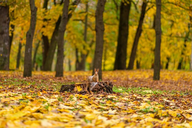 Ein flauschiges schönes eichhörnchen sucht im herbst in einem stadtpark zwischen gefallenen gelben blättern nach nahrung.