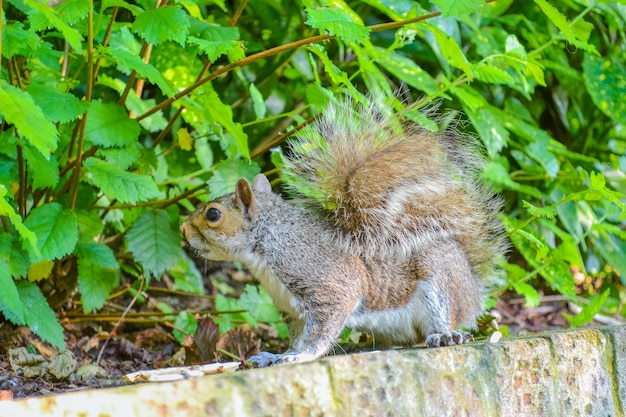 Ein flinkes graues Eichhörnchen Bewohner von Parks und Wäldern in England