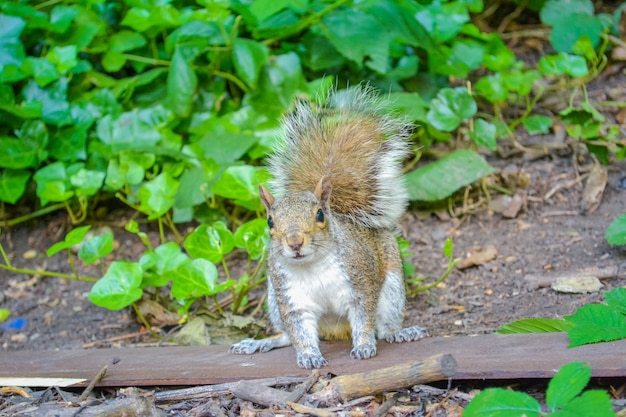 Foto ein flinkes graues eichhörnchen bewohner von parks und wäldern in england