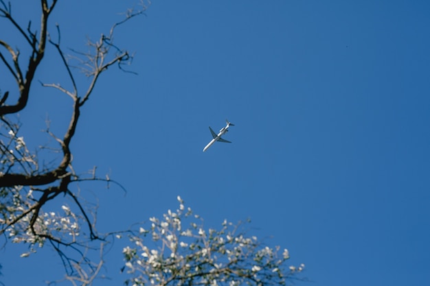 Ein Flugzeug am Himmel, ein blühender Baum steht im Vordergrund