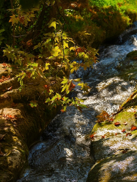 Ein Fluss im Wald