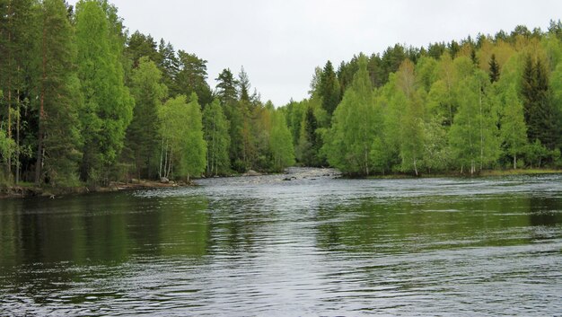 Ein Fluss mit Stromschnellen, der im Gefolge eines wilden Waldes in der Republik Karelien in Russland fließt.