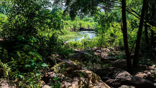 Foto ein fluss unter grünem wald in china