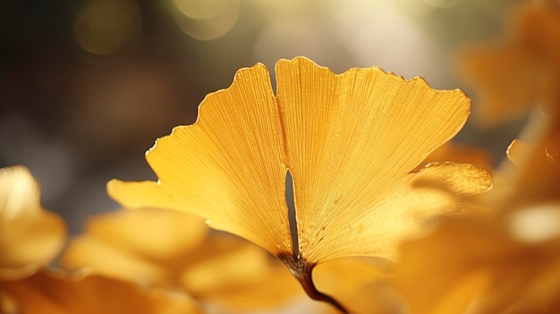 Ein Foto einer Nahaufnahme eines Ginkgo-Biloba-Blattes mit goldener Farbe