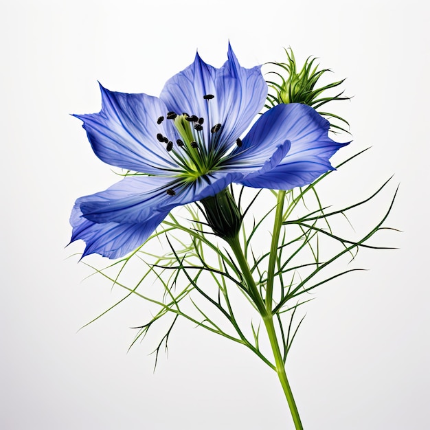 Foto ein foto einer nigella-blume mit realistischem weißem hintergrund, generiert durch künstliche intelligenz