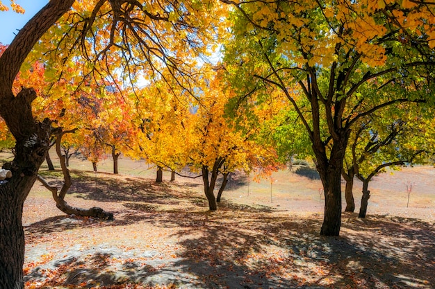 Ein Foto eines Waldes mit Bäumen mit gelben Blättern und dem Wort Ahorn auf der Unterseite.