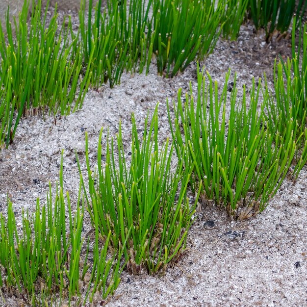 Foto ein foto nahaufnahme eines dickichts von jungen frühlingsschnittlauch auf einem bett in einem garten.