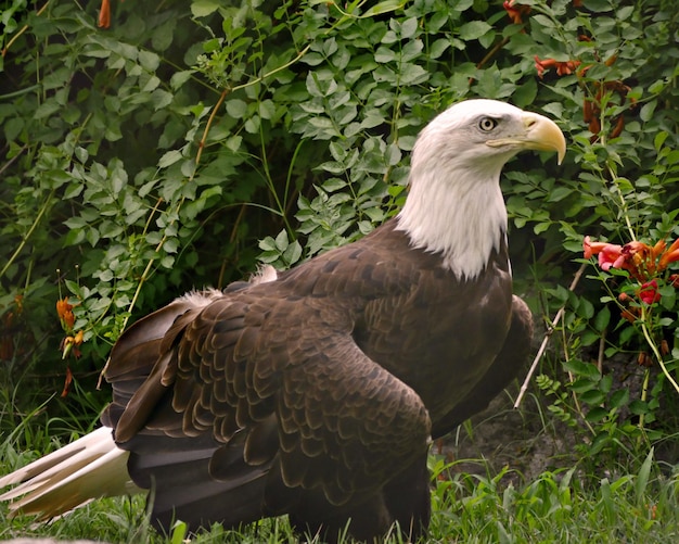 Ein Foto von einem Adlervogel, Bilder von Bergadlern