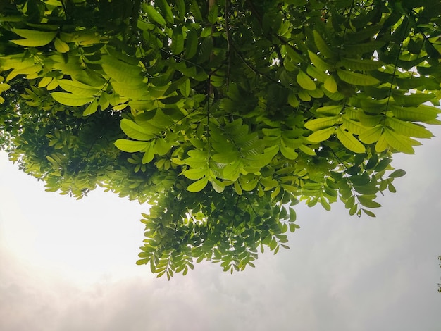 Ein Foto von einem Baum mit grünen Blättern und grauem Himmel.